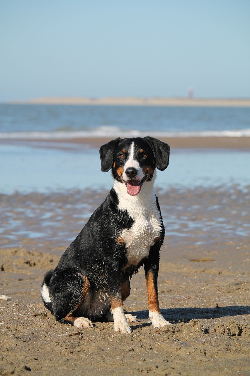 chien à la plage